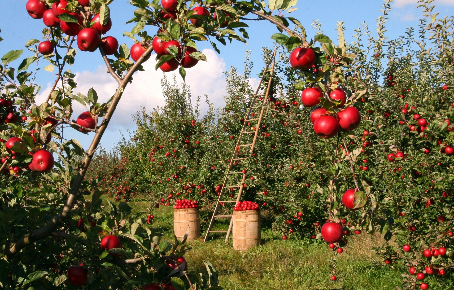 Fruit Orchards